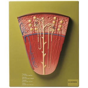 Enlarged Nephron Anatomy Model