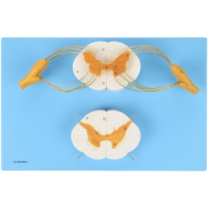 Enlarged Spinal Cord Model with Nerves 8x Life Size
