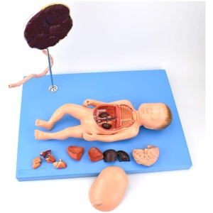 Fetal Circulatory System