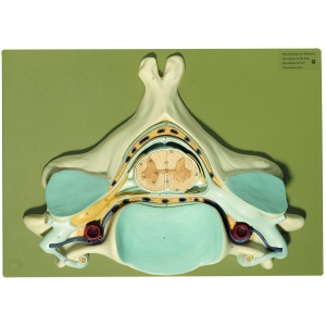 Fifth Cervical Vertebra- 7x Life Size
