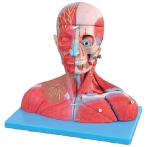 Head and Neck with Blood Vessels, Nerves and Brain