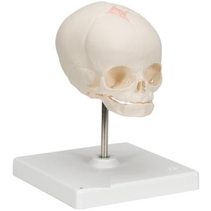 Human Fetal Skull Anatomy Model (30 Weeks) Mounted On Stand