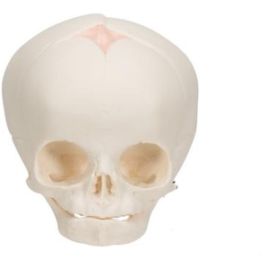 Human Fetal Skull Anatomy Model