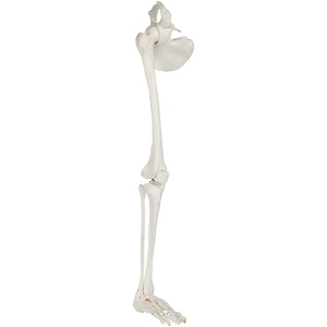 Human Leg Skeleton Model with Hip Bone