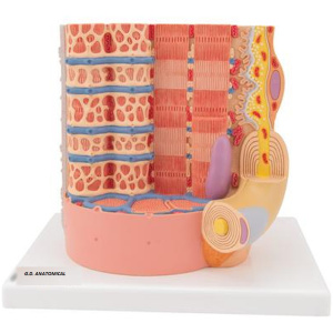 Human Muscle Micro Anatomy Model