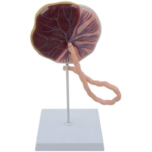 Human Placenta With Umbilical Cord Model