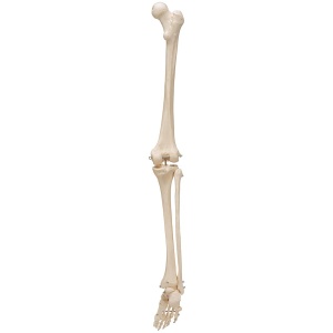 Human Skeleton of Leg with Foot, Wire Mounted