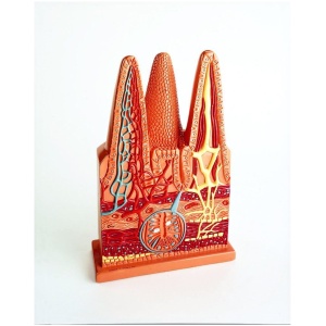 Intestinal Villi Anatomy Model