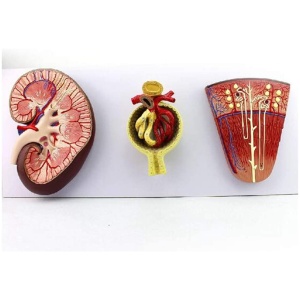 Kidney, Nephron and Glomerulus