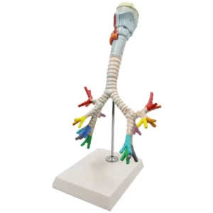 Larynx, Trachea, and Bronchi Model