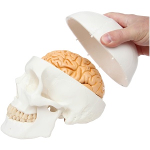Life-Size 3-Part Human Skull Model and Removable 8-Part Brain Bundle with 32 Numbered Features