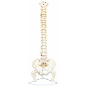 Life-Size Flexible Human Spine with Removable Femur Heads Anatomy Model
