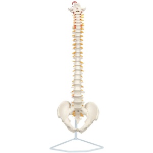 Life-Size Human Spine with Complete Vertebrae, Nerves, and Male Pelvis Anatomy Model