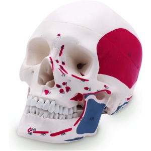 Life-Size Painted and Numbered 3-Part Human Skull Anatomy Model