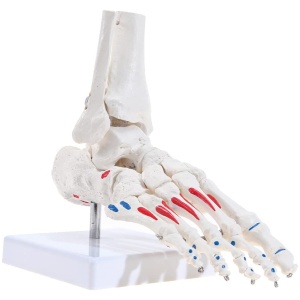 Life Size Flexible Foot