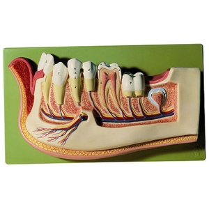 Lower Jaw of a 12-Year-Old, Anatomical Model