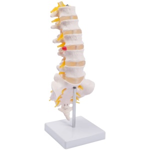 Lumbar Vertebral Column with Sacrum and Spinal Nerves Anatomy Model