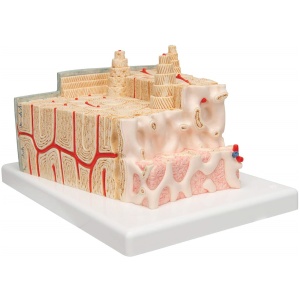 Microanatomy Bone Structure Anatomy Model