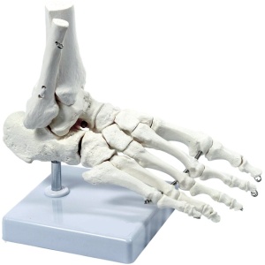 Medical Anatomical Skeleton Foot Model, Life Size