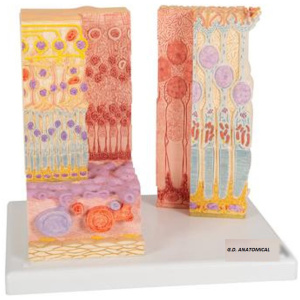 Human Muscle Micro Anatomy Model