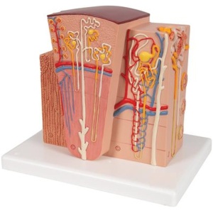 Microanatomy Kidney Anatomy Model