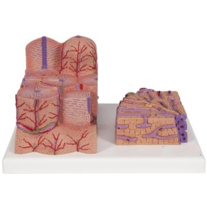 Microanatomy Liver Model 2 Parts