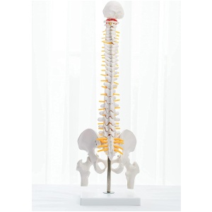 Miniature Human Spine with Femur Heads Anatomy Model