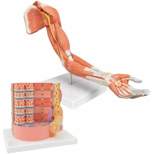 Muscle Anatomy Model Set