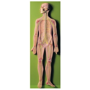 Nervous System