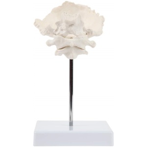 Occipital Bone - C1 and C2