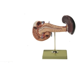 Pancreas with Spleen and Duodenum