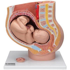 Pregnancy Pelvis Model in Median Section with Removable Fetus (40 weeks), 3 part