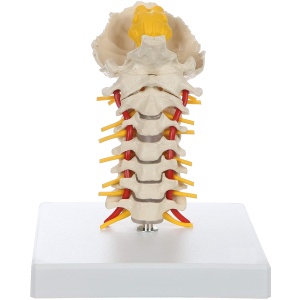 Premium Flexible Cervical Vertebral Column
