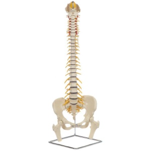 Premium Flexible Spine with Female Pelvis and Femur Heads