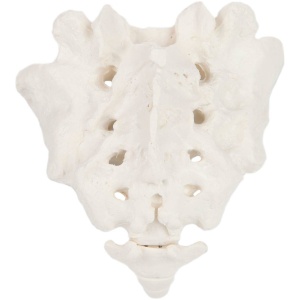Sacrum