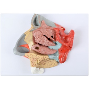Three-Part Enlarged Nasal Cavity Anatomy Model