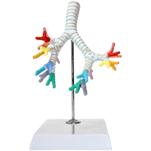 Trachea and Bronchi Model