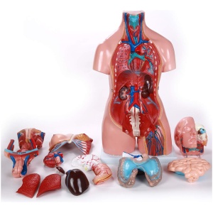Unisex Torso 23 parts 85cm