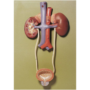 Urinary Tract Anatomy Model