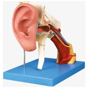 Ear with Pinna