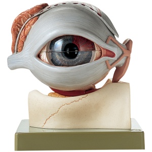 Human Eye Model, 5 times full-size, 8 part