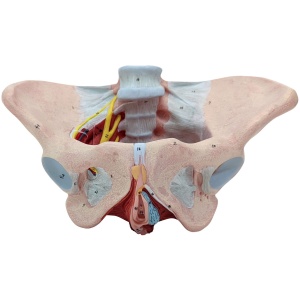 Female Pelvic Floor with Muscles, Ligaments, and Nerves Anatomy Model