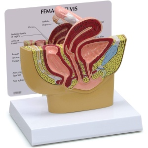Female Pelvis Model