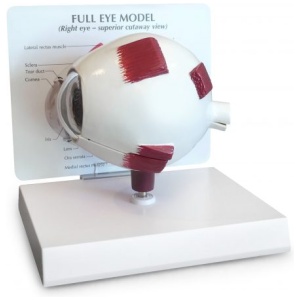 Full Eye Model