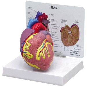Heart Model