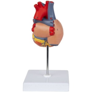 Heart Model(Life-Size)