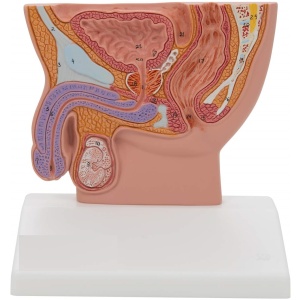 Male Pelvis Model in Median Section, 1/2 Life-Size