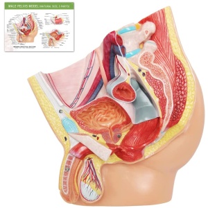Male Pelvis Anatomy Model (2 Parts)