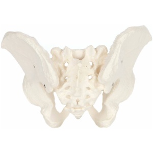 Life Size Male Pelvis Skeleton Anatomy Model