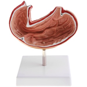 Human Stomach Anatomy Model
